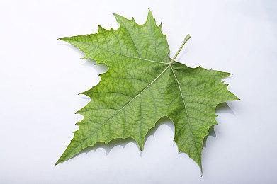 《艾尔登法环》PC版将支持4K＆60帧光追 画面出色